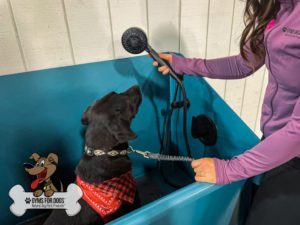Cool Dog Wash Tubs Spa Blue Girl Washing 2