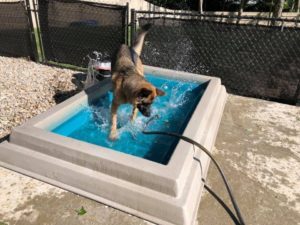 Cool Dog Splash Pool 1