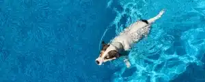 dog-wash-tub-dog-swimming